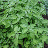 Mandarina Lemon Balm - Herbs