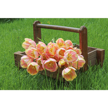 Mango Charm Tulip - Fall