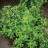 Bright green leafy marjoram herb in garden bed.