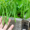 Gardener holding green Masai beans with a garden background.