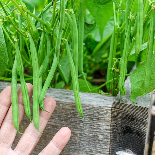 Masai Bush Bean (47 Days)
