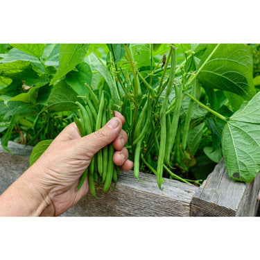 Masai Bush Bean (47 Days) - Vegetables