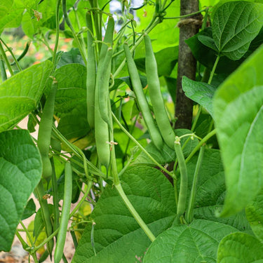 Mbombo Dried Bean (90 Days) - Vegetables
