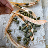 Mbombo Dried Bean (90 Days) - Vegetables