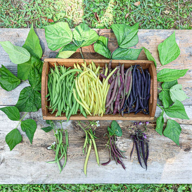Meiner’s Bush Bean Medley (50-55 Days) - Vegetables