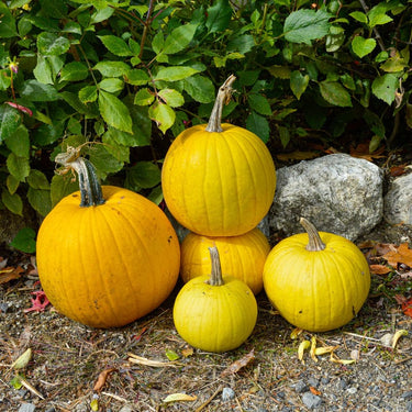 Mellow Yellow Pumpkin (F1 Hybrid 95 Days) - Vegetables