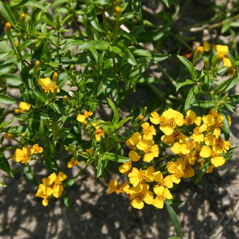 mexican mint marigold seeds Mexican Mint Marigold