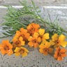 Bright orange mexican mint marigold flowers on white rustic background.