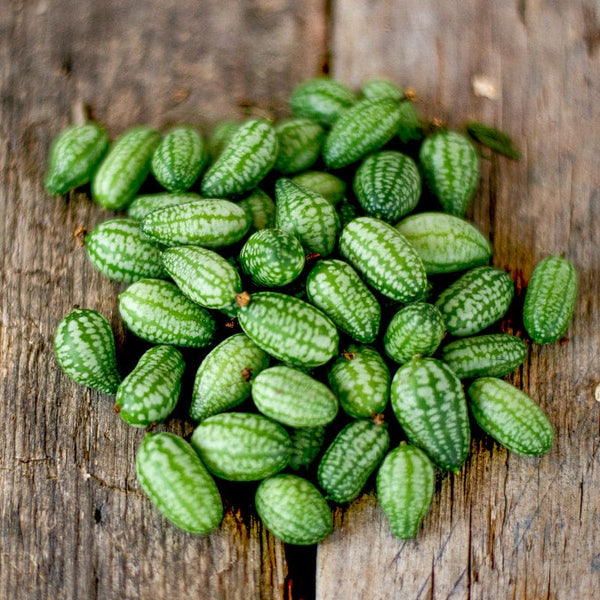 Mexican Sour Gherkin Cucumber (Melothria scabra)