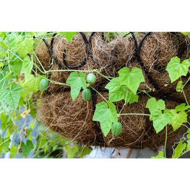 Mexican Sour Gherkin Cucumber (Heirloom 75 Days) - Vegetables