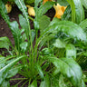 Mibuna Mustard Greens (41 Days) - Vegetables