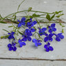 Midnight Blue Regatta Lobelia - Flowers