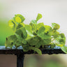 Miners Lettuce-Claytonia (37 Days) - Vegetables