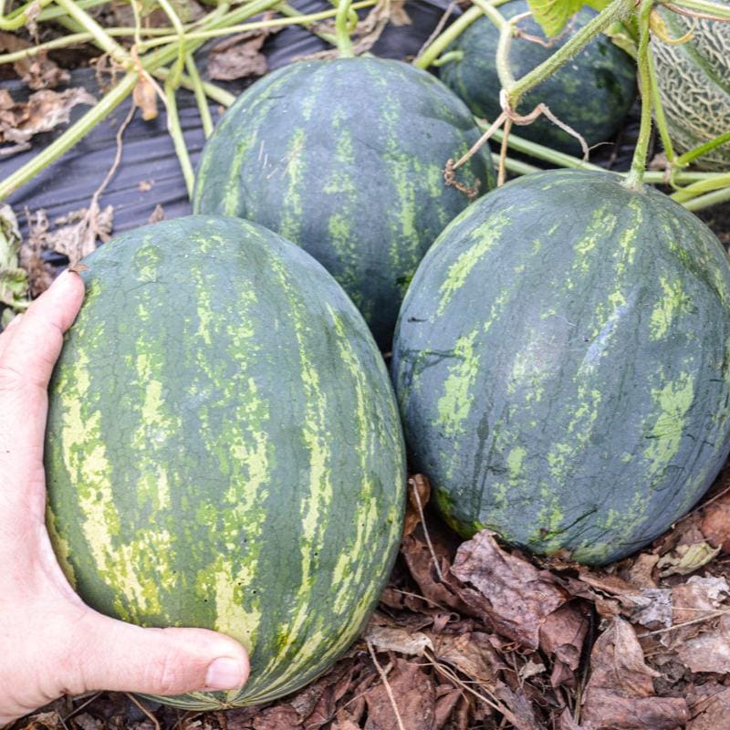 Mini Watermleon Mini Watermelon Companion Plants