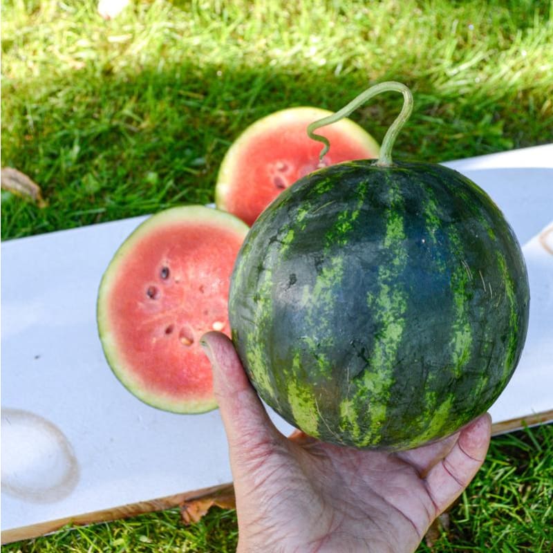 Mini Watermleon Mini Love Watermelon (F1 Hybrid 70 Days) β Pinetree Garden Seeds