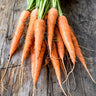 Minicore Carrot (55 Days) - Vegetables