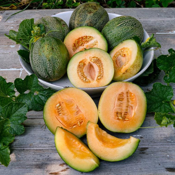 garden seeds minnesota Minnesota Midget Melon (60 Days)