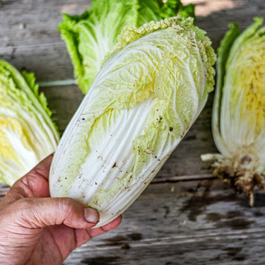 Minuet Chinese Cabbage (F1 Hybrid 48 Days) - Vegetables