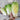Minuet Chinese Cabbage (F1 Hybrid 48 Days) - Vegetables