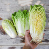 Minuet Chinese Cabbage (F1 Hybrid 48 Days) - Vegetables