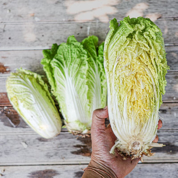 chinese cabbage succulent scientific name Minuet Chinese Cabbage (F1 Hybrid 48 Days)