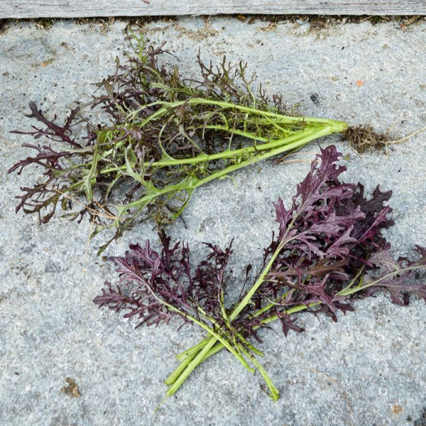 Mizuna Red Streaked Mustard (20-45 Days) – Pinetree Garden Seeds