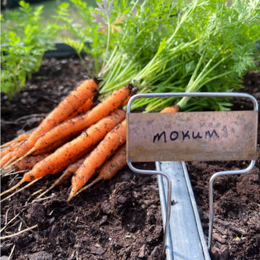 Mokum Carrot (F1 Hybrid 54 Days) - Vegetables