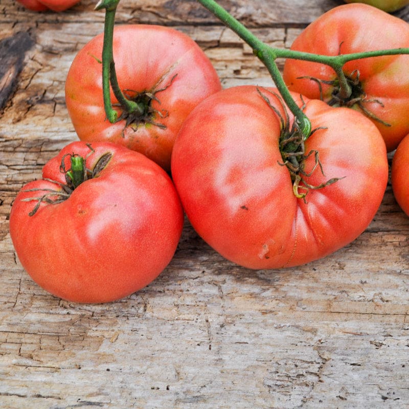 Mortgage Lifter Halladay's Heirloom Tomato Seeds - 25+ Seeds | Pink Beefsteak 1-1.5 Lbs, 80-90 Days