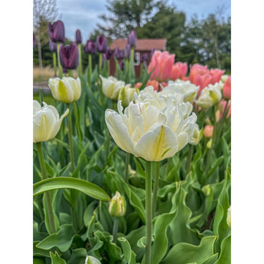 Mount Tacoma Tulip - Fall