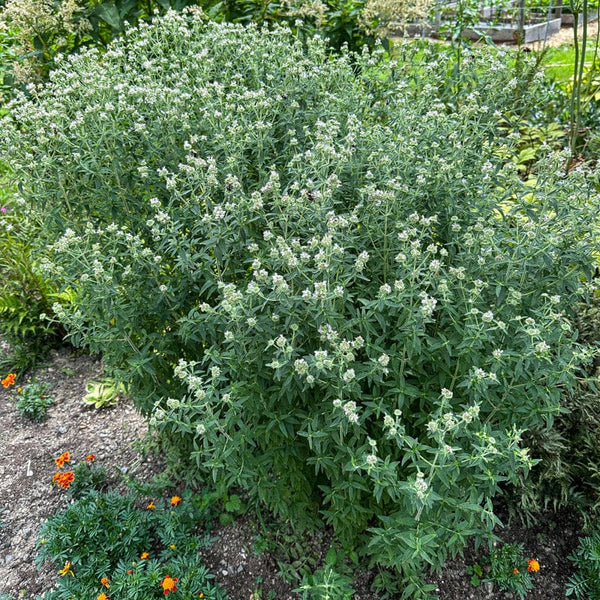garden mint seeds Mountain Mint