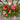 Multibloom Mix Geranium - Flowers