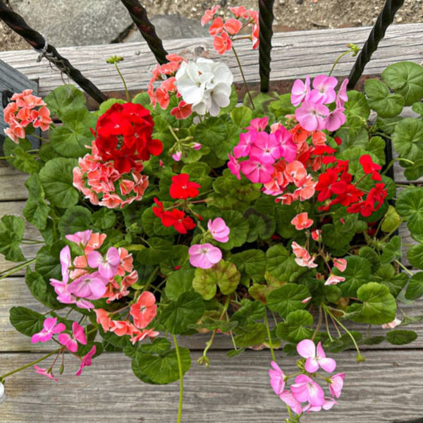 geranium seeds germination time Multibloom Mix Geranium – Pinetree Garden Seeds