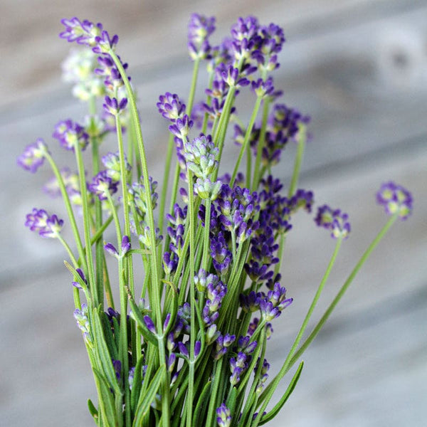 Lavender Plants