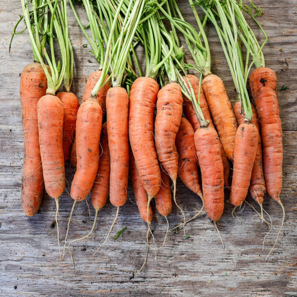 planting nantes carrot seeds Nantes Carrot (Heirloom, 72 Days)