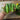 National Pickling Cucumber (52 Days) - Vegetables