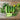 National Pickling Cucumber (52 Days) - Vegetables