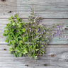 Nepitella - Herbs