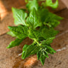 New Zealand Spinach (55 Days) - Vegetables