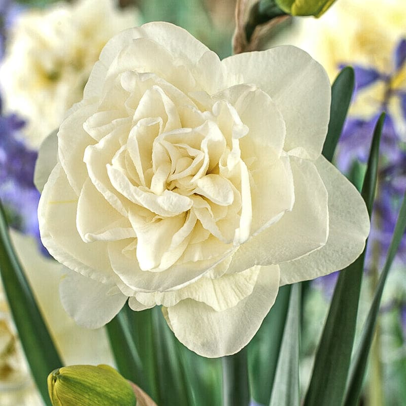 Obdam Narcissus