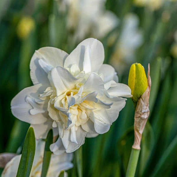 narcissus flower seeds Obdam Narcissus