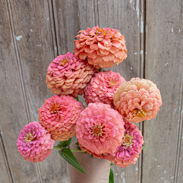 Oklahoma Salmon Zinnia – Pinetree Garden Seeds