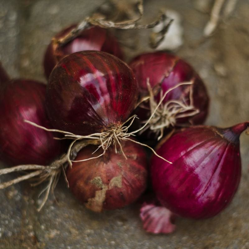 Onion Plants 'Candy Apple Red'