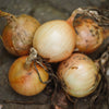 Onion Plants ’Candy’ - Spring