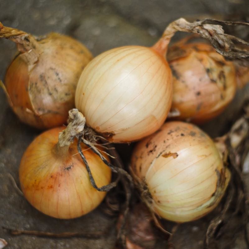 Onion Plants ’Candy’ - Spring