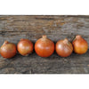 Onion Plants ’Patterson’ - Spring
