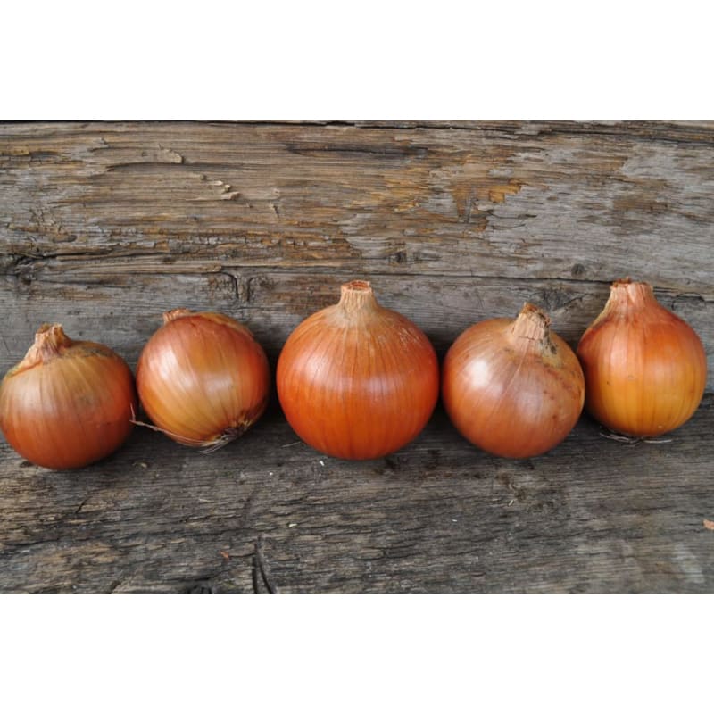 Onion Plants 'Patterson'