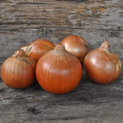 Onion Plants ’Patterson’ - Spring