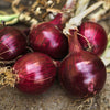Onion Plants ’Redwing’ - Spring