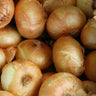 Onion Plants ’Texas Supersweet’ (1015-Y) - Spring