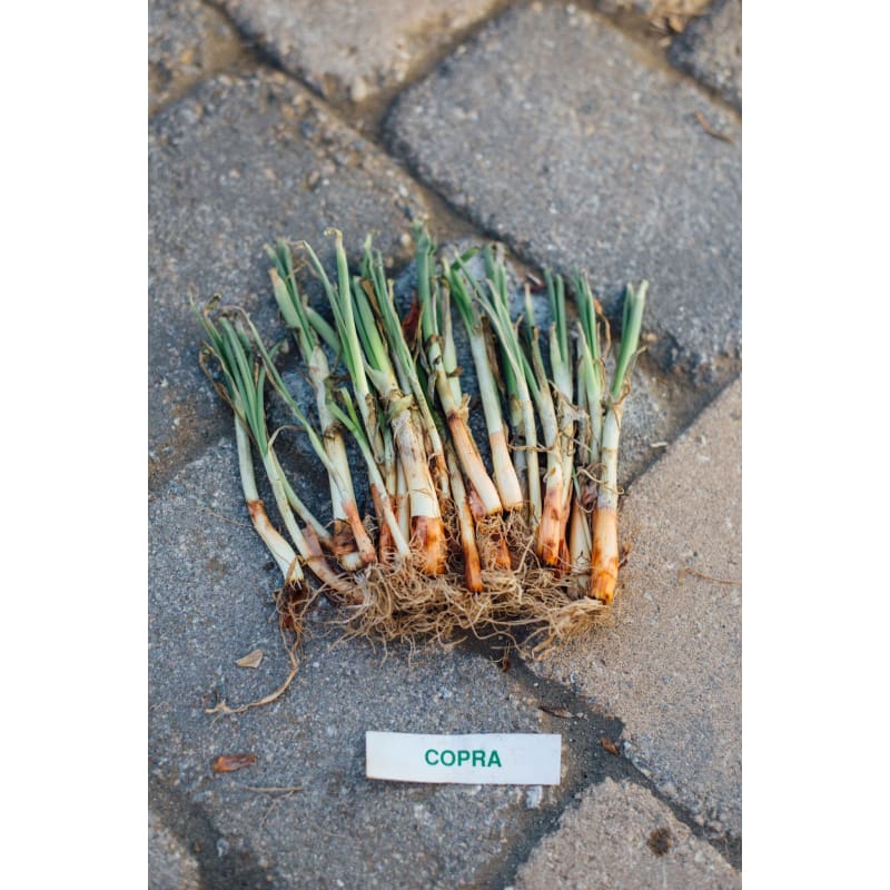 planting walla walla onions from seed Onion Plants 'Walla-Walla' – Pinetree Garden Seeds